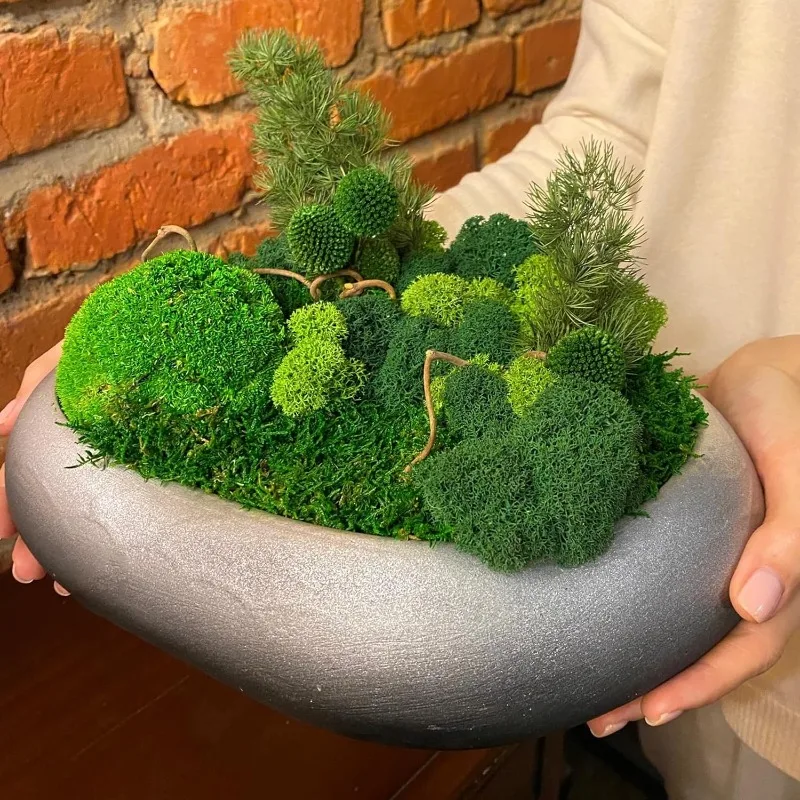 Erba muschiata artificiale per - Sphagnum Moss Dry recensione e prezzo
