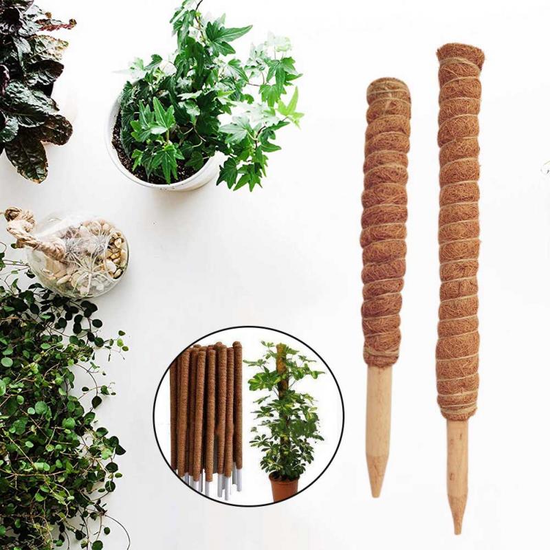 30/40/50 centimetri Pianta Arr - Sphagnum Moss Dry recensione e prezzo