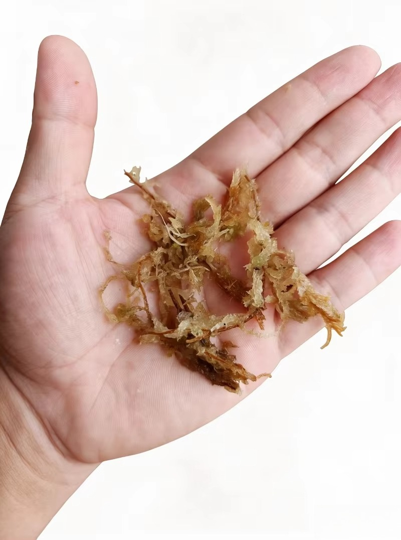 Muschio di Sfagno Premium per  - Sphagnum Moss Dry recensione e prezzo